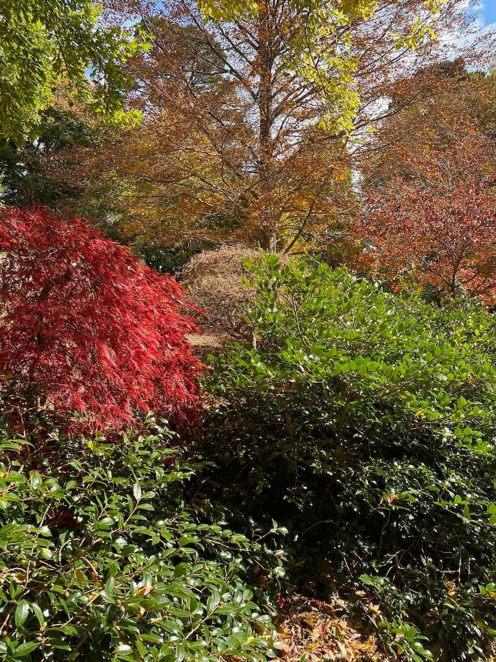May 2023 Bathurst Mayfield Garden Tour Image -64605bbc607e7